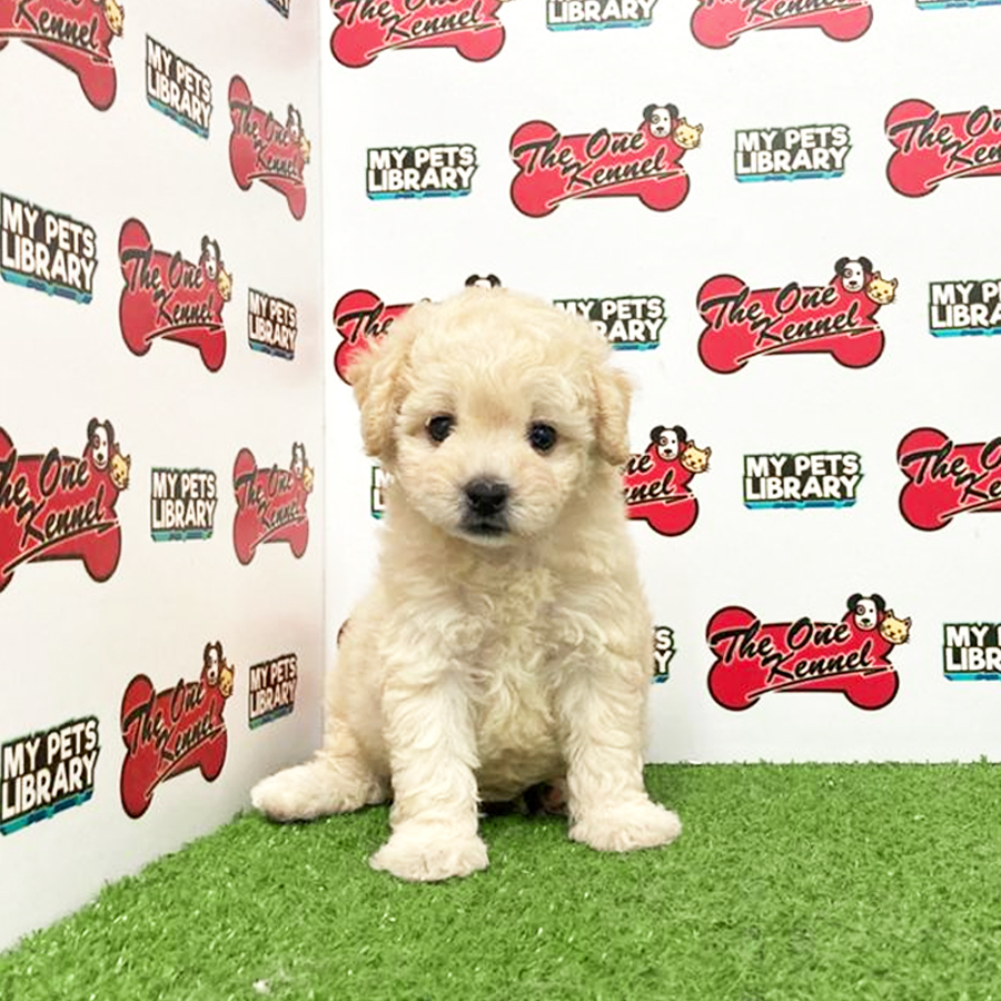 Toy Poodle Puppy (Female) For Sale