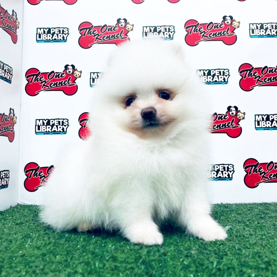 Pomeranian Puppy (Male) For Sale