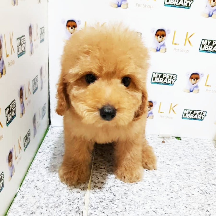 Toy Poodle Puppy (Male) For Sale