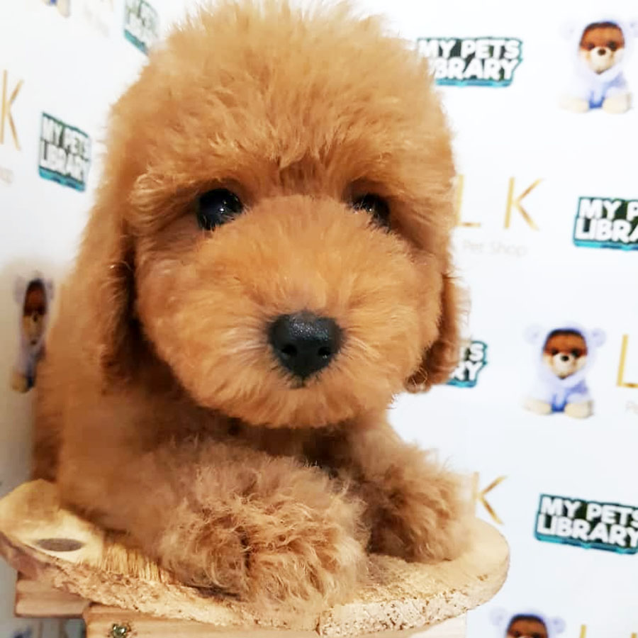 Toy Poodle Puppy (Male) For Sale