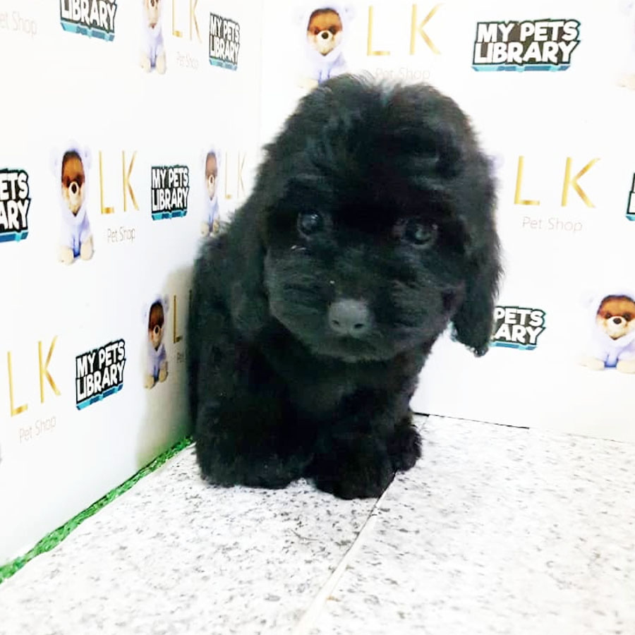 Toy Poodle Puppy (Female) For Sale