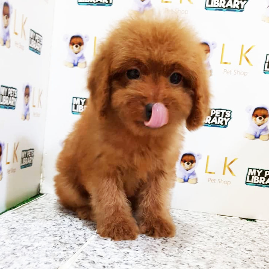 Toy Poodle Puppy (Female) For Sale
