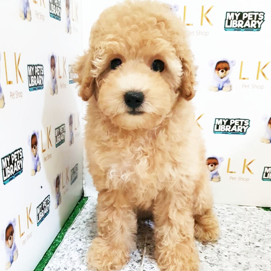 Toy Poodle Puppy (Female) For Sale
