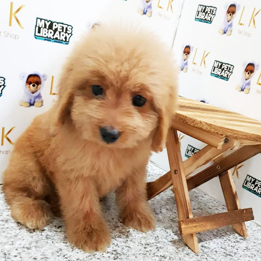 Toy Poodle Puppy (Female) For Sale