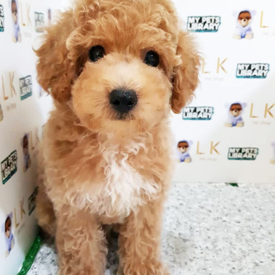 Toy Poodle Puppy (Male) For Sale