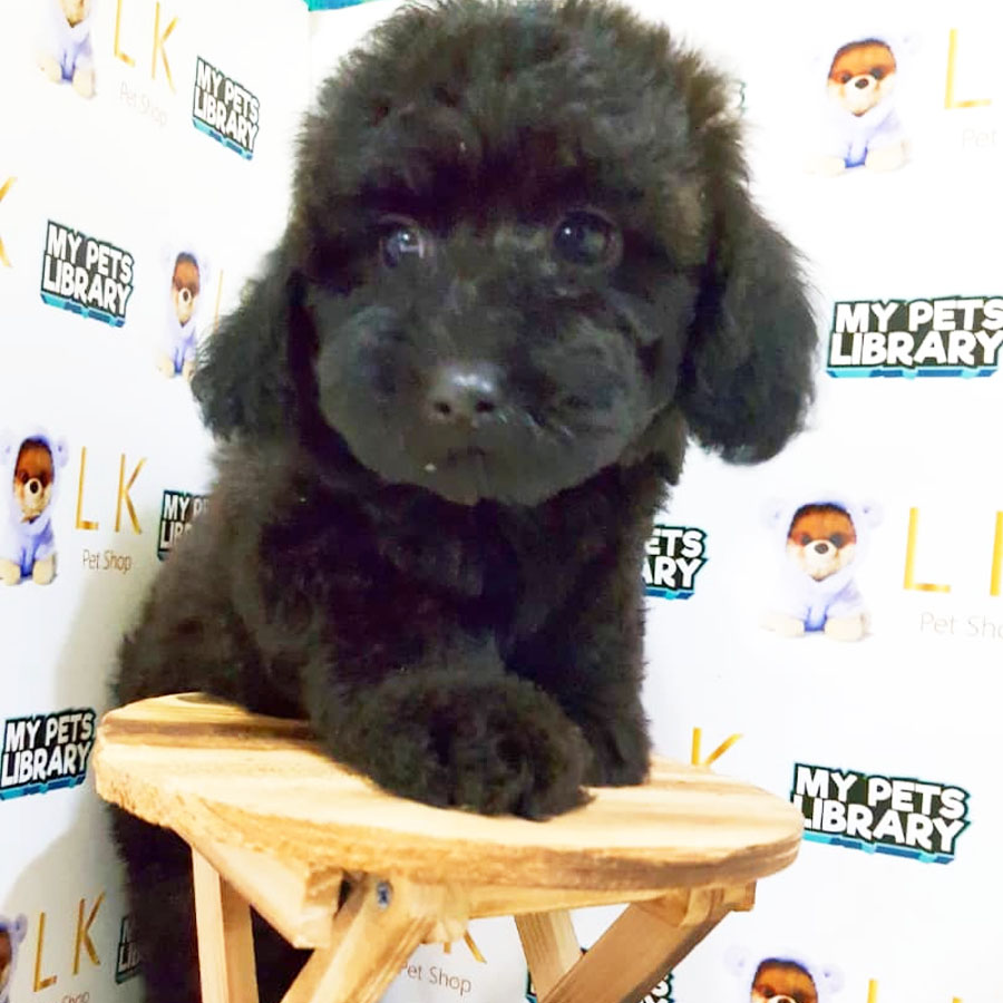 Toy Poodle Puppy (Male) For Sale