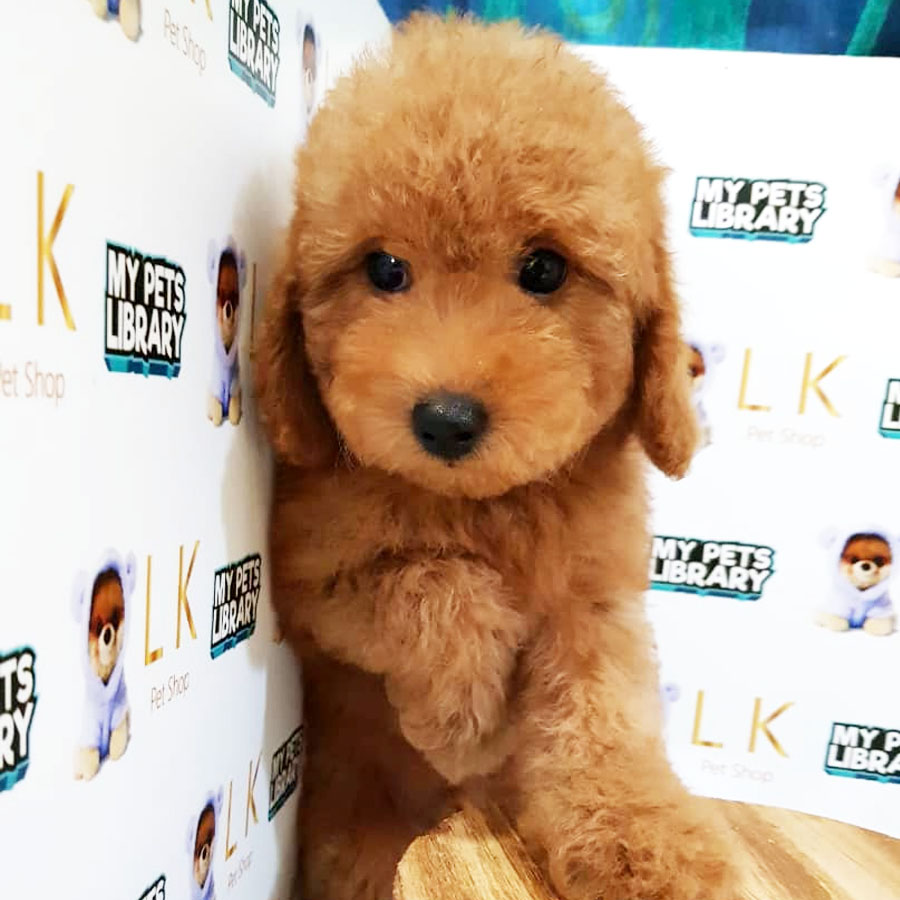Toy Poodle Puppy (Male) For Sale