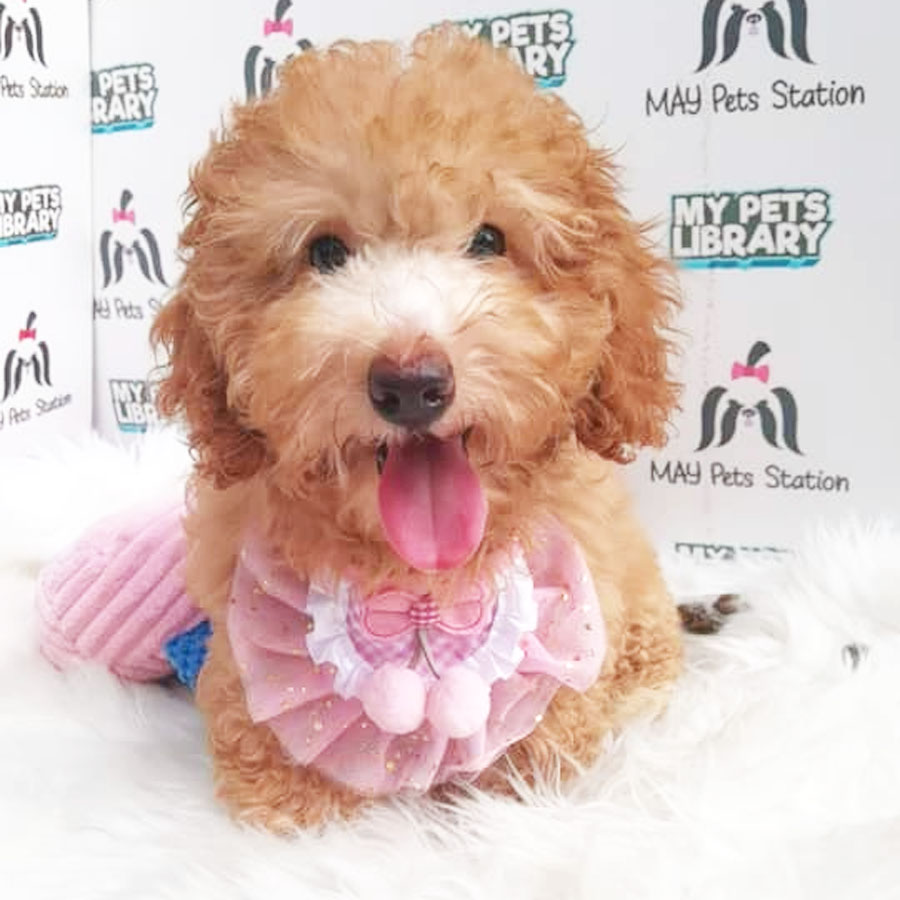 Miniature Poodle Puppy (Female) For Sale
