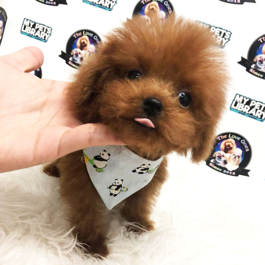 Tiny  Poodle Puppy (Male) For Sale