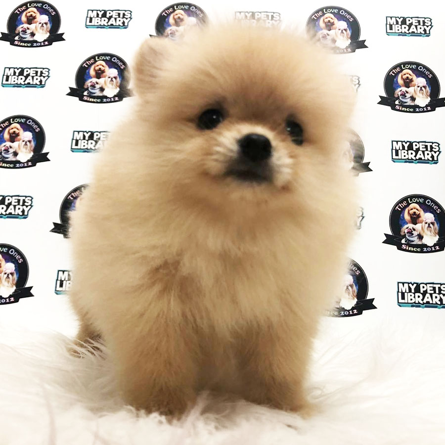 Teacup Pomeranian Puppy For Sale