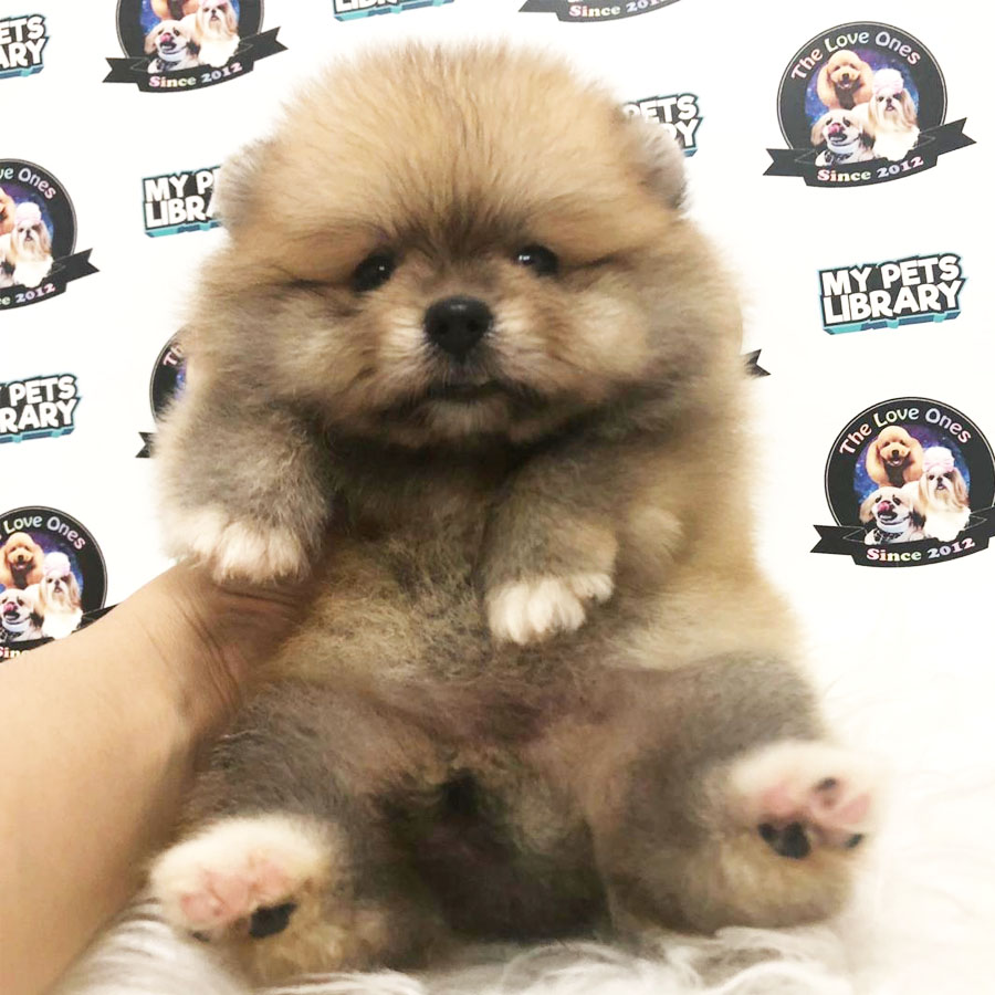 Tiny Pomeranian Puppy (Female) For Sale