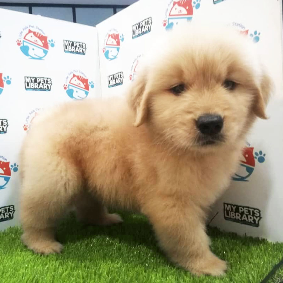 Golden Retriever Puppy (Male) For Sale