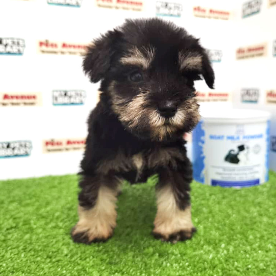 Miniature Schnauzer Puppy (Female) For Sale