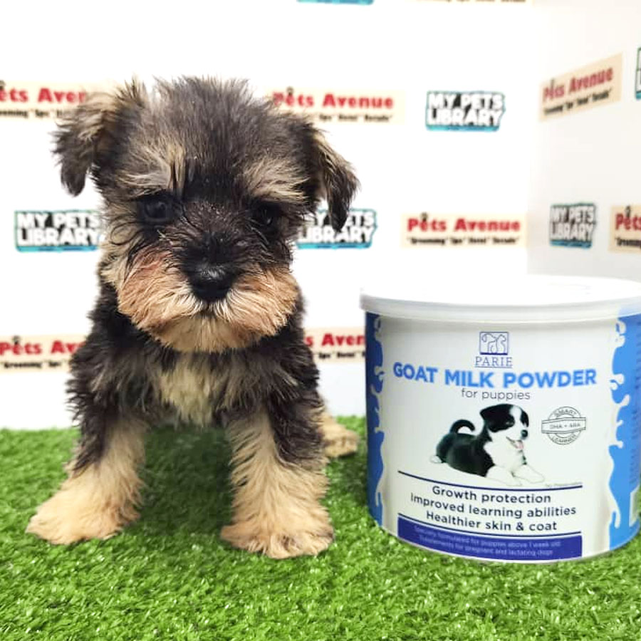 Miniature Schnauzer Puppy (Male) For Sale