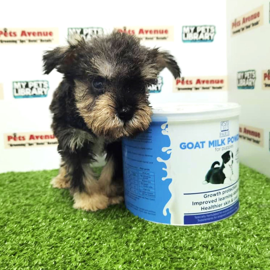 Miniature Schnauzer Puppy (Male) For Sale