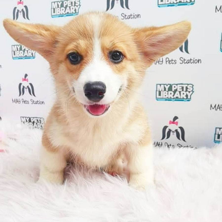 Welsh Corgi Puppy (Female) For Sale
