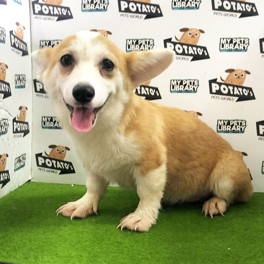 Welsh Corgi Puppy (Female) For Sale