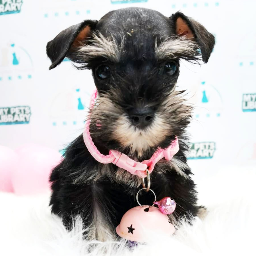 Miniature Schnauzer Puppy (Female) For Sale