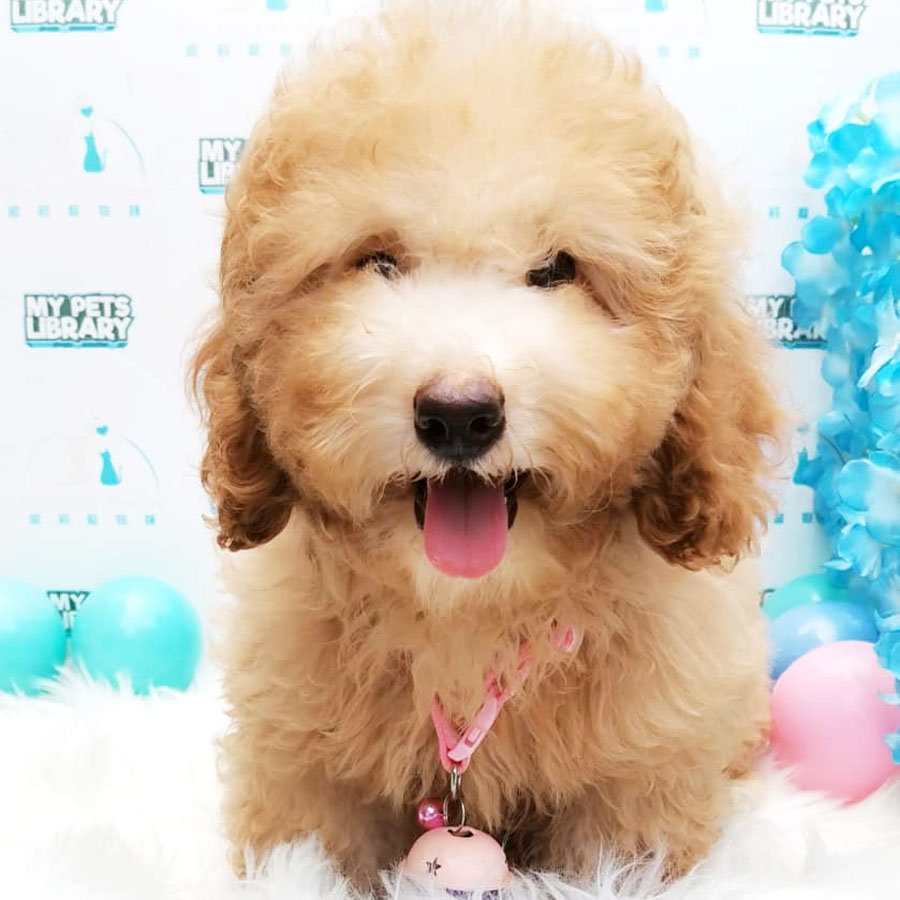 Miniature Poodle Puppy (Female) For Sale