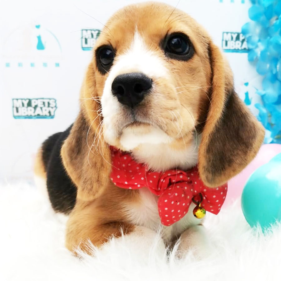 Beagle Puppy (Female) For Sale