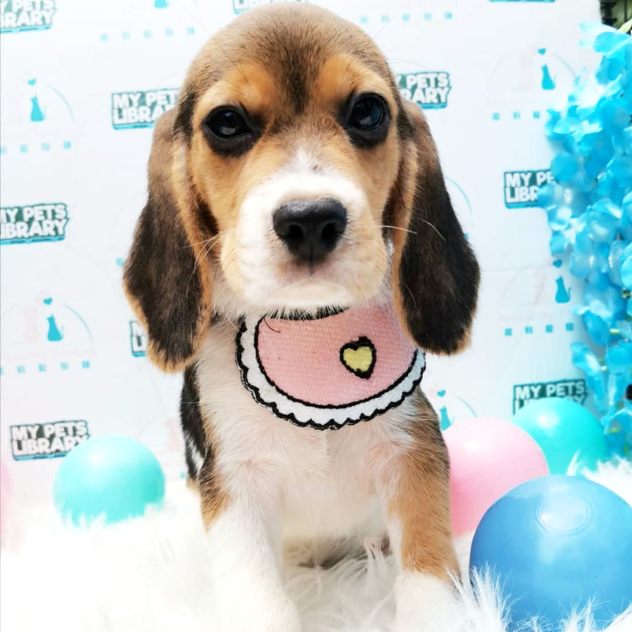 Beagle Puppy (Female) For Sale
