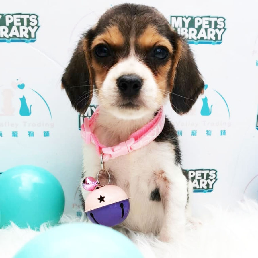 Beagle Puppy (Female) For Sale