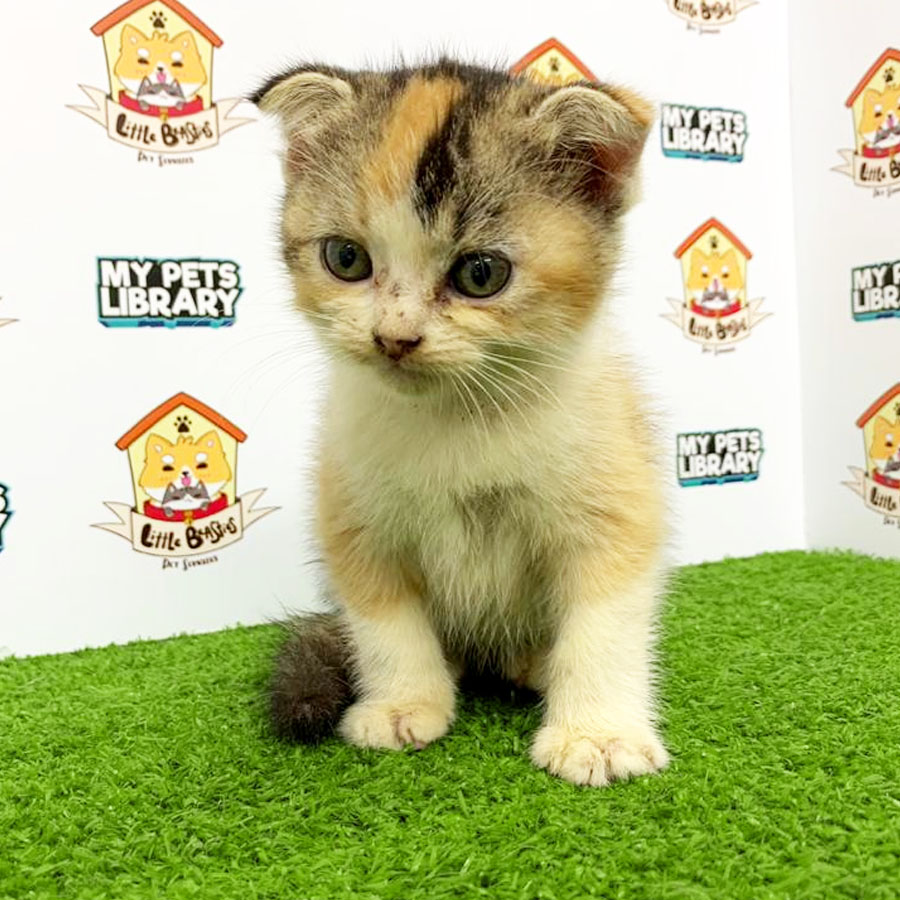 Scottishfold Kitten (Female) For Sale