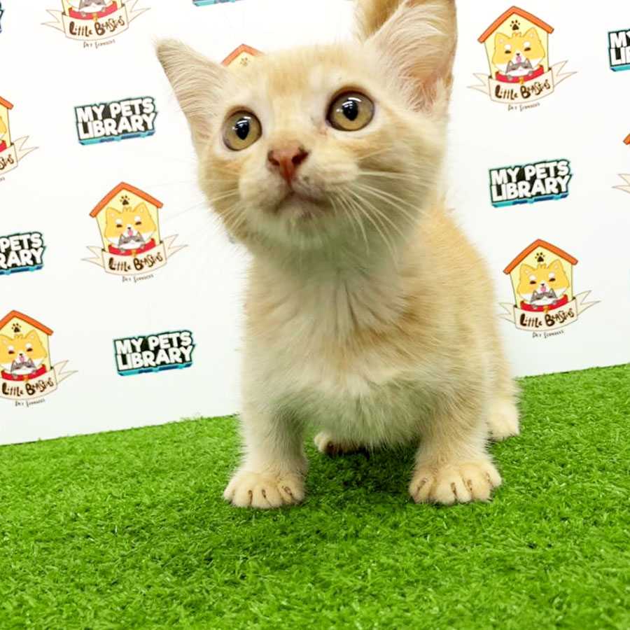 Munchkin Kitten For Sale