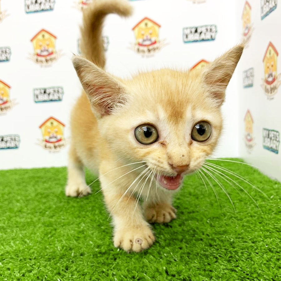 Munchkin Kitten For Sale