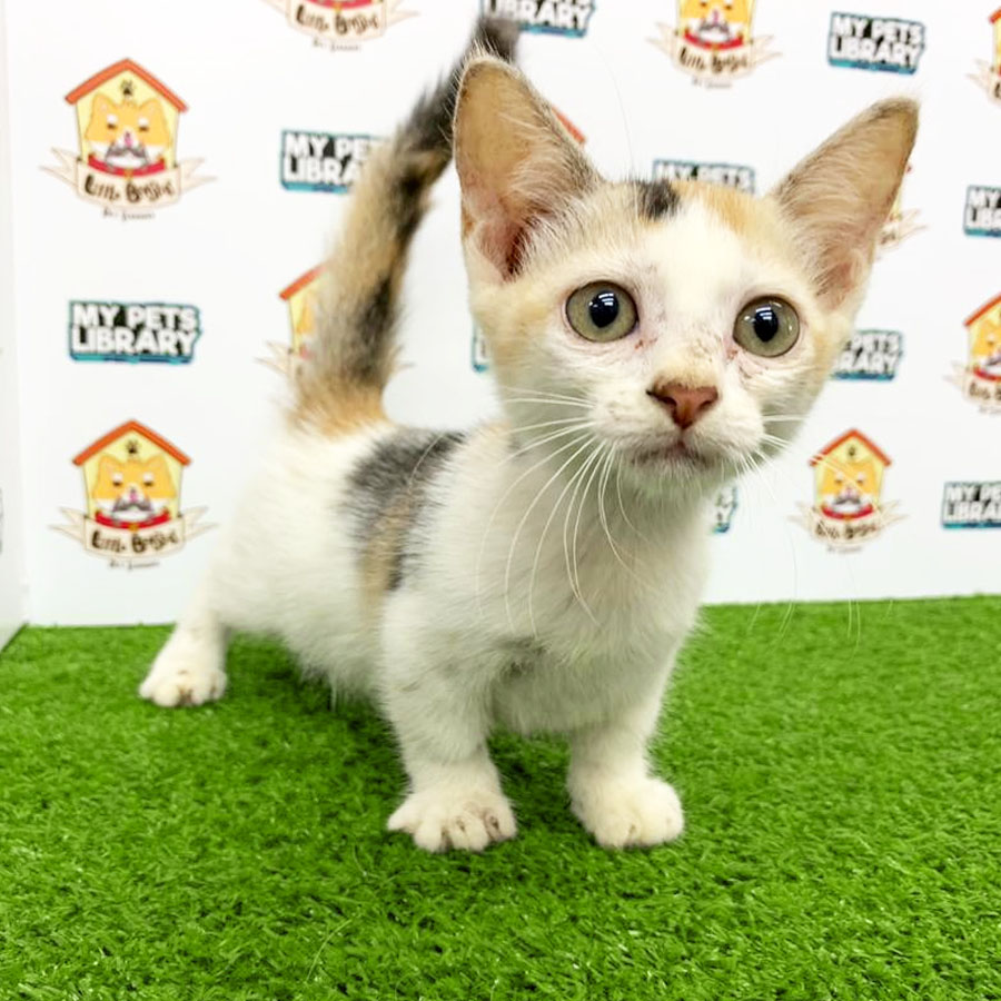 Munchkin Kitten For Sale