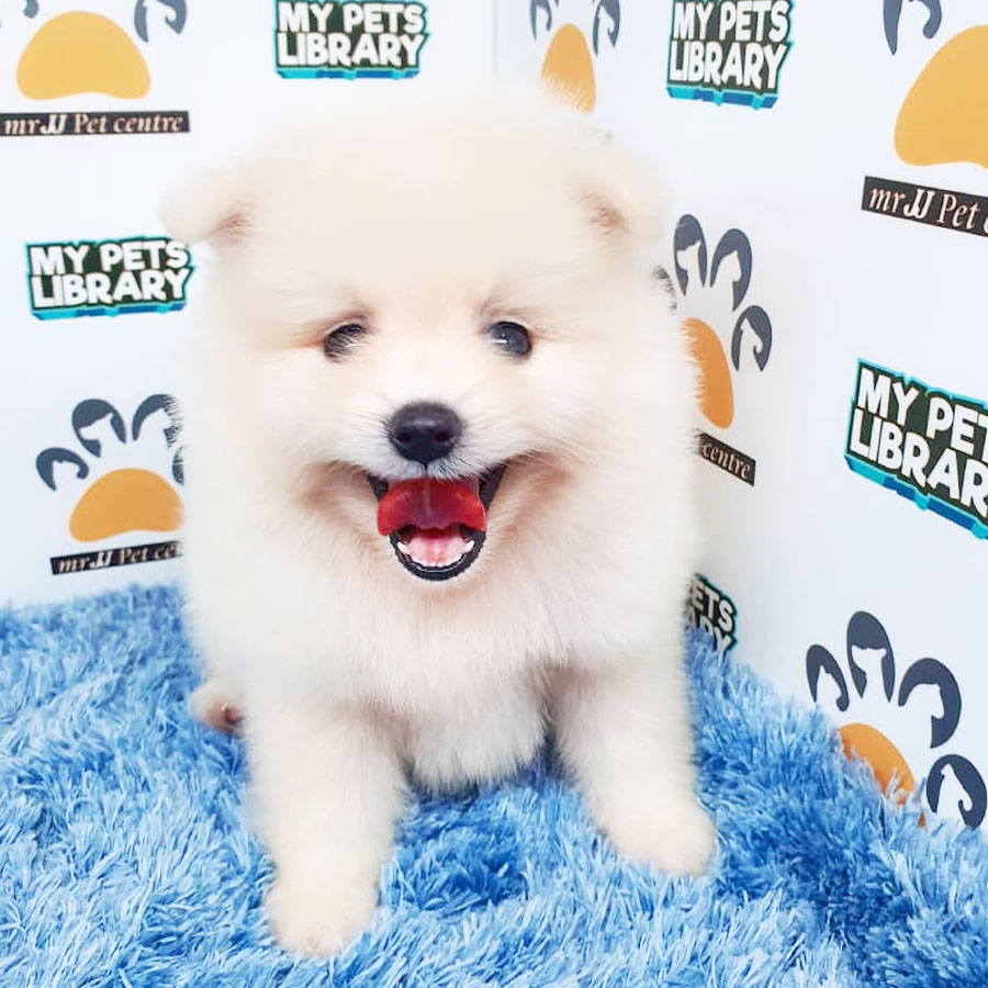 Pomeranian Puppy (Male) For Sale