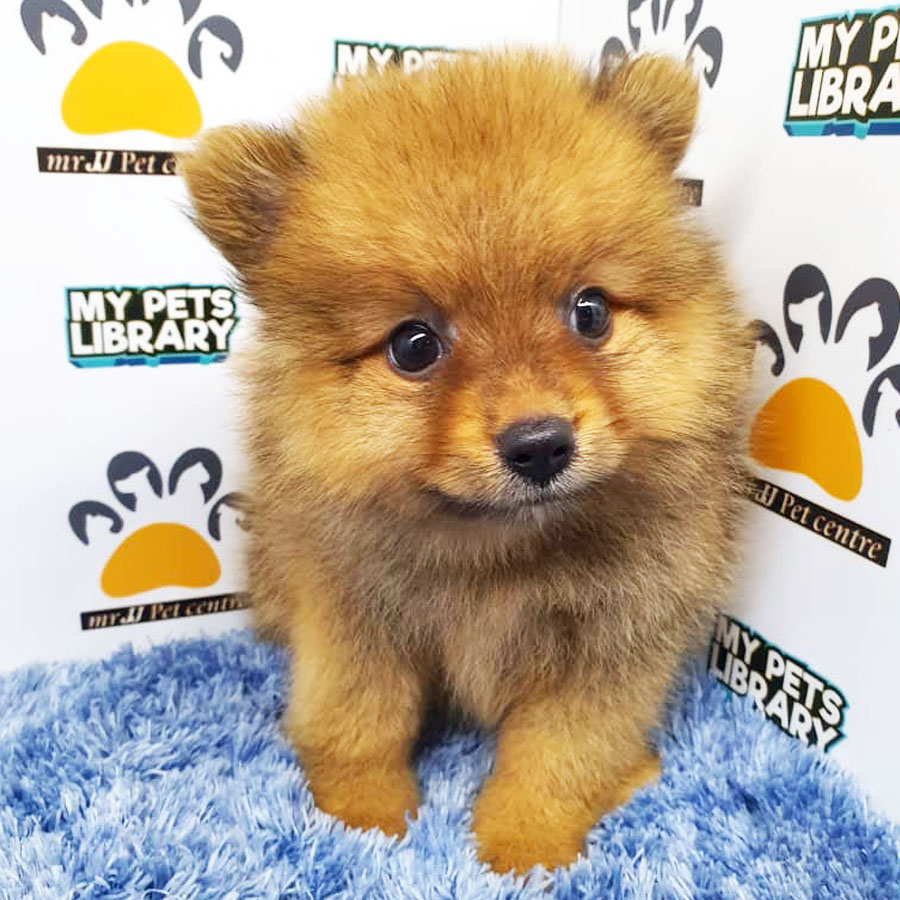 Pomeranian Puppy (Male) For Sale