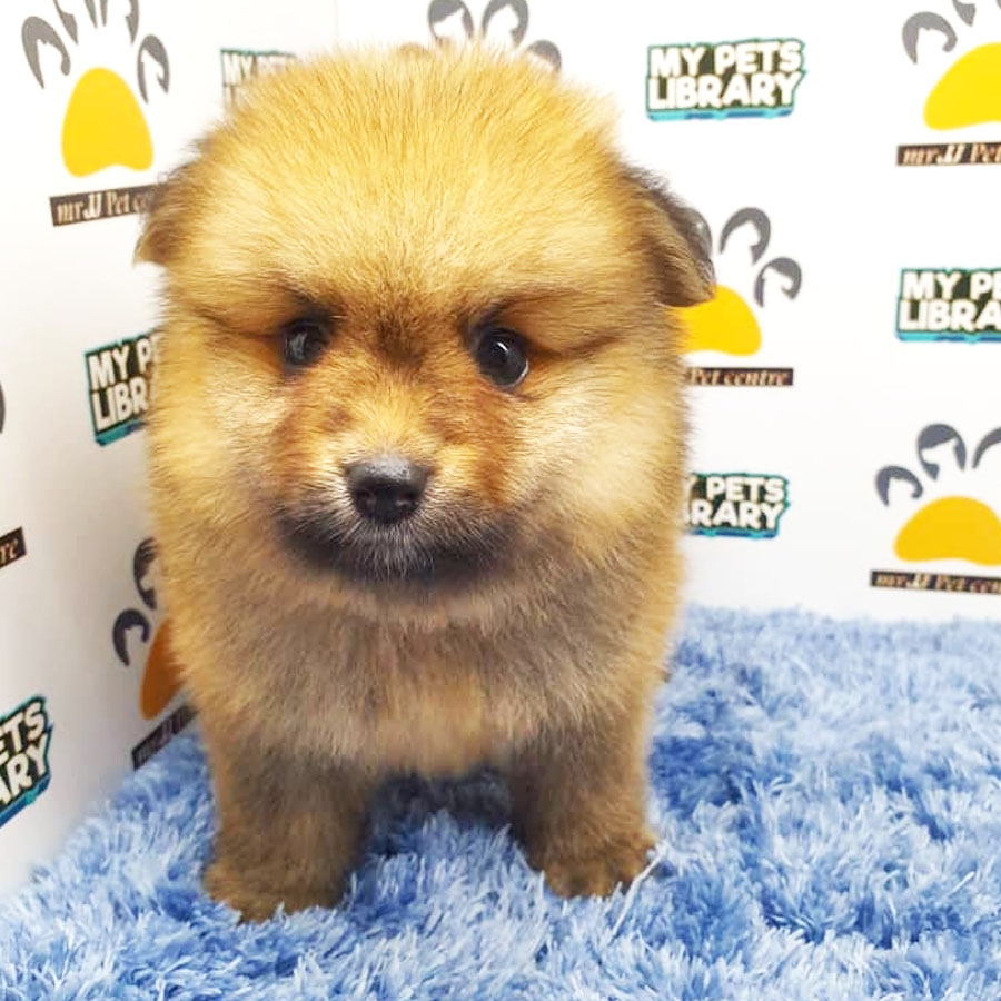 Pomeranian Puppy (Male) For Sale