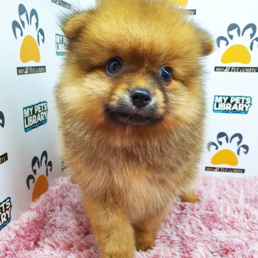 Pomeranian Puppy (Female) For Sale