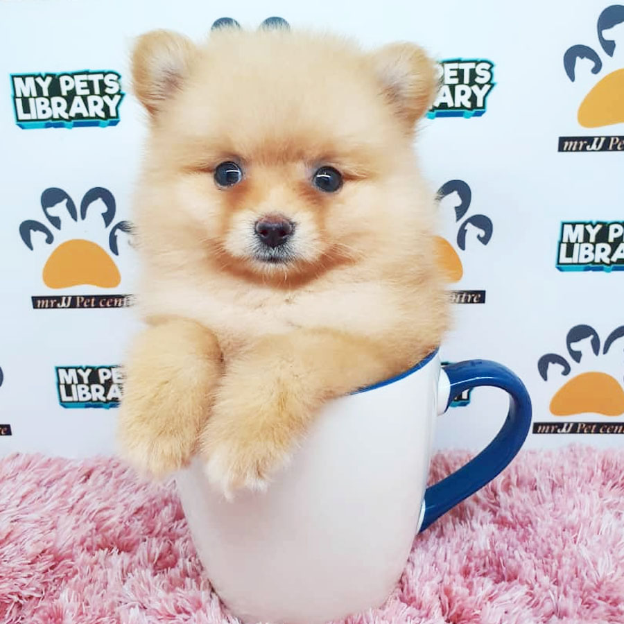 Pomeranian Puppy (Female) For Sale