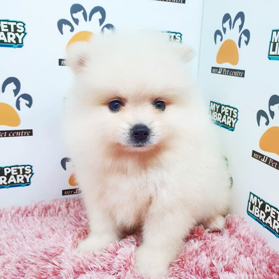 Pomeranian Puppy (Female) For Sale