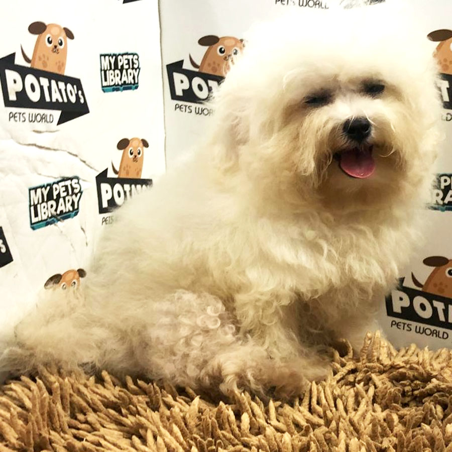 Bichon Frise Puppy (Female) For Sale