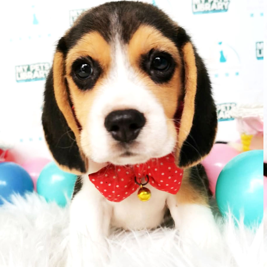 Beagle Puppy (Male) For Sale