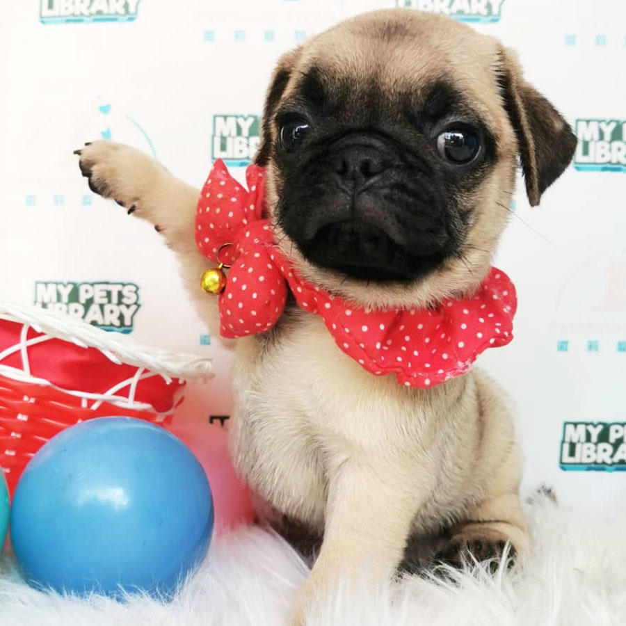 Pug Puppy (Male) For Sale