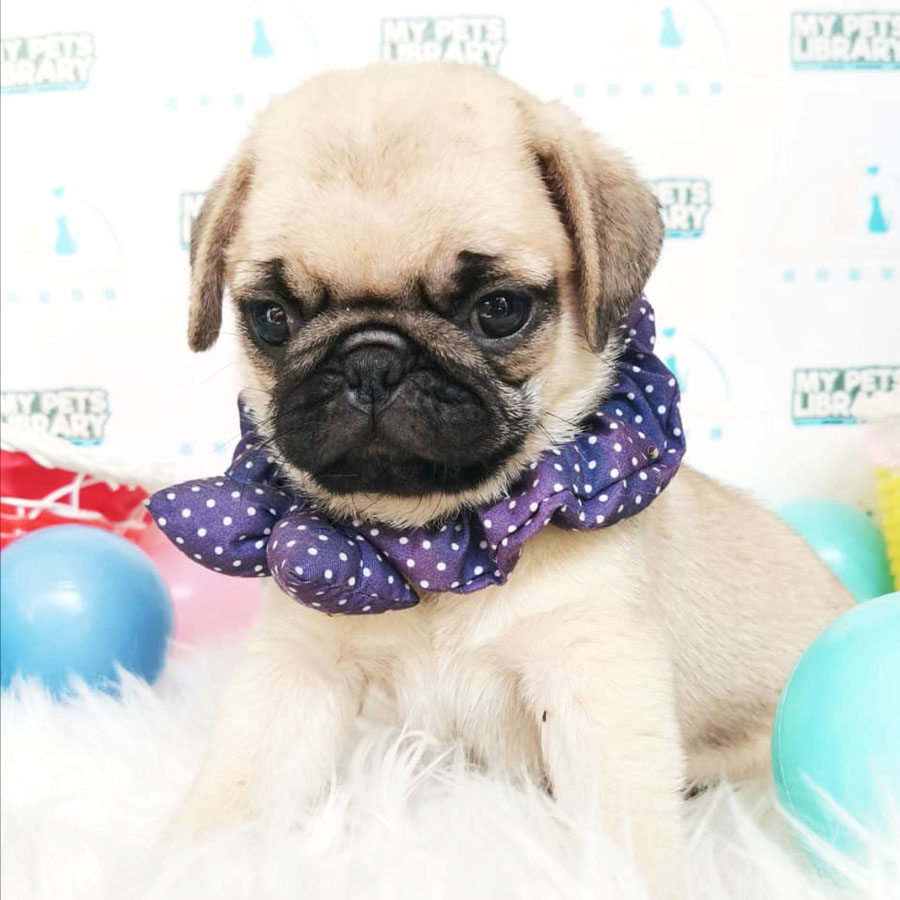 Pug Puppy (Male) For Sale