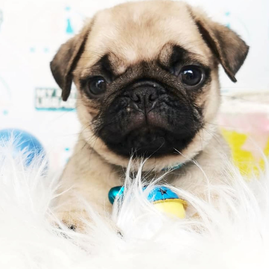 Pug Puppy (Male) For Sale