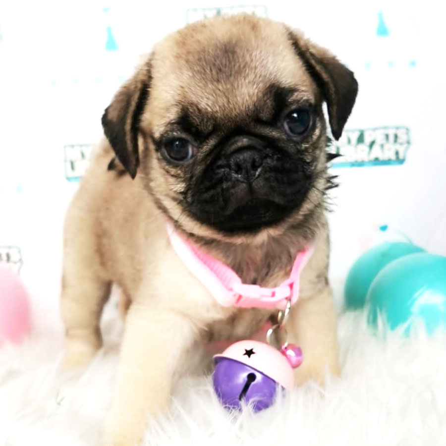 Pug Puppy (Female) For Sale