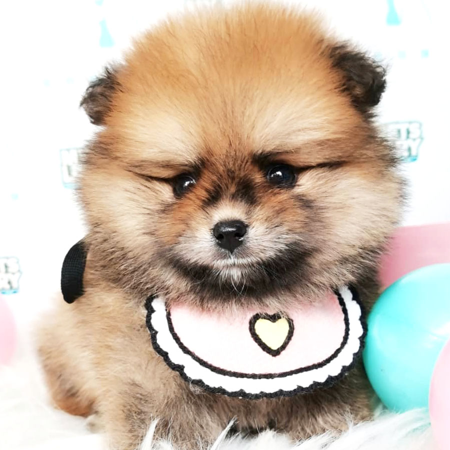 Pomeranian Puppy (Female) For Sale