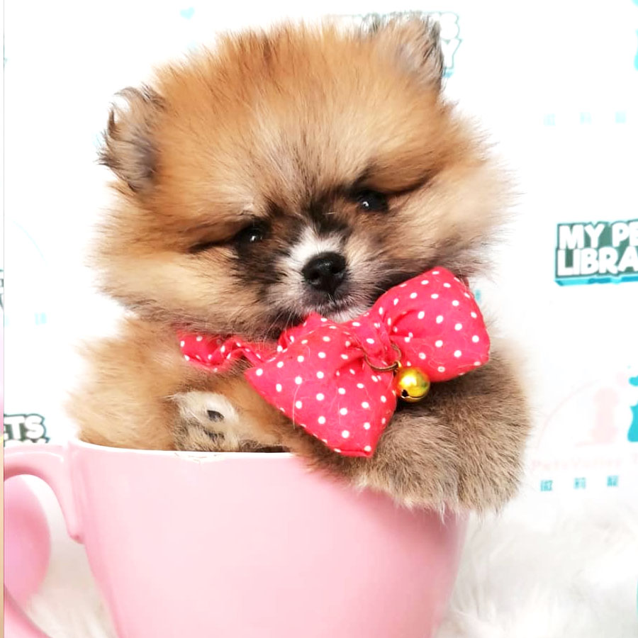 Pomeranian Puppy (Female) For Sale