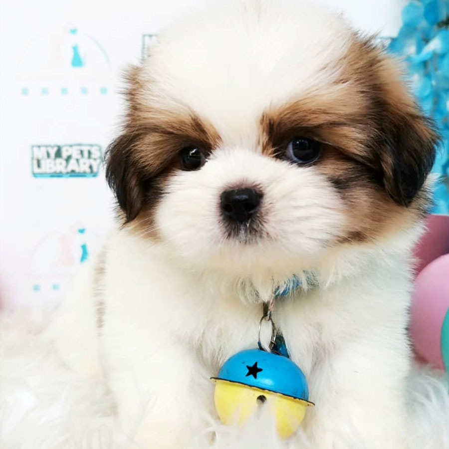 Shih Tzu Puppy (Male) For Sale