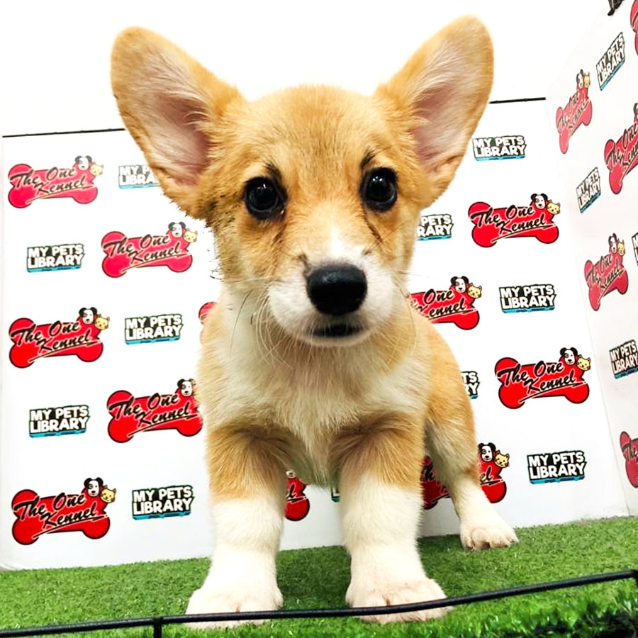 Welsh Corgi Puppy (Male) For Sale