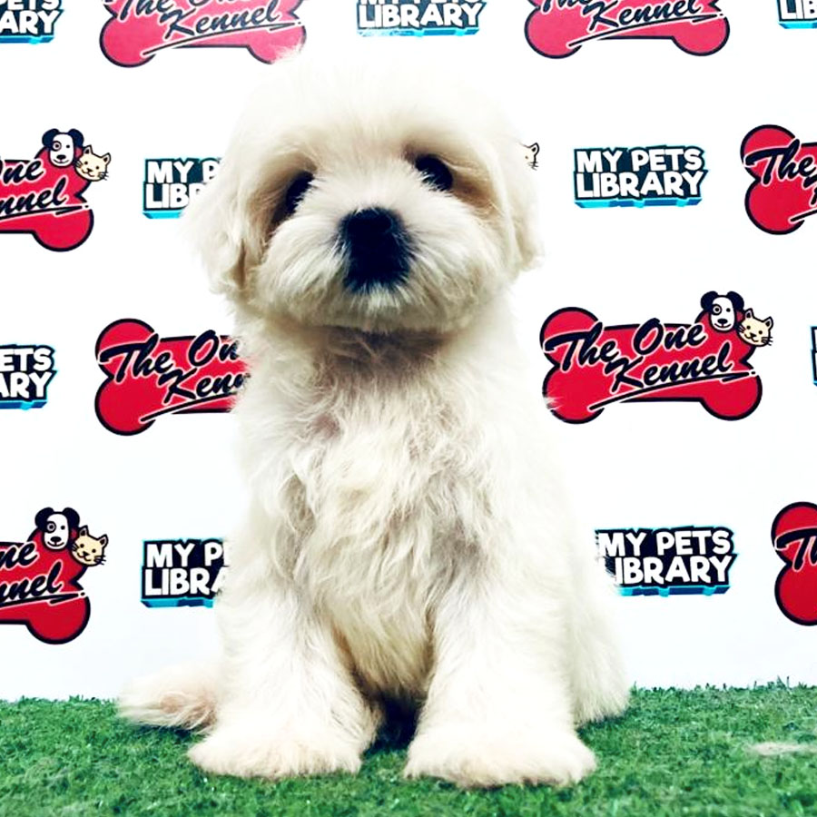 Maltese Puppy (Male) For Sale