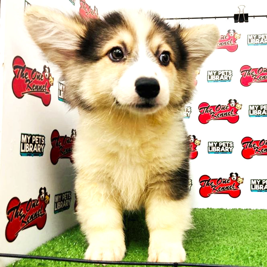 Long Coat Welsh Corgi Puppy (Male) For Sale