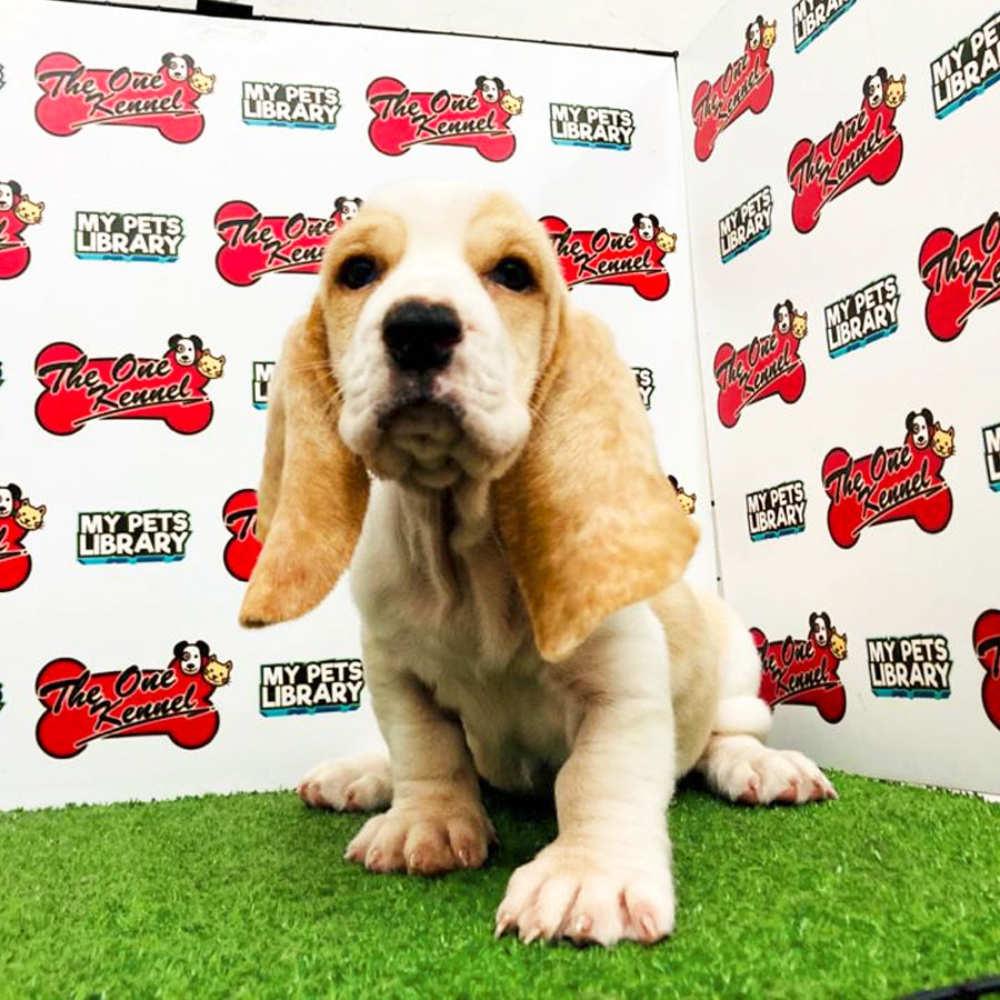 Basset Hound ( Hush Puppies) Puppy For Sale
