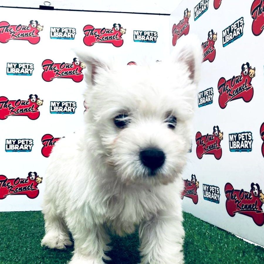 West Highland White Terrier Puppy (Male) For Sale